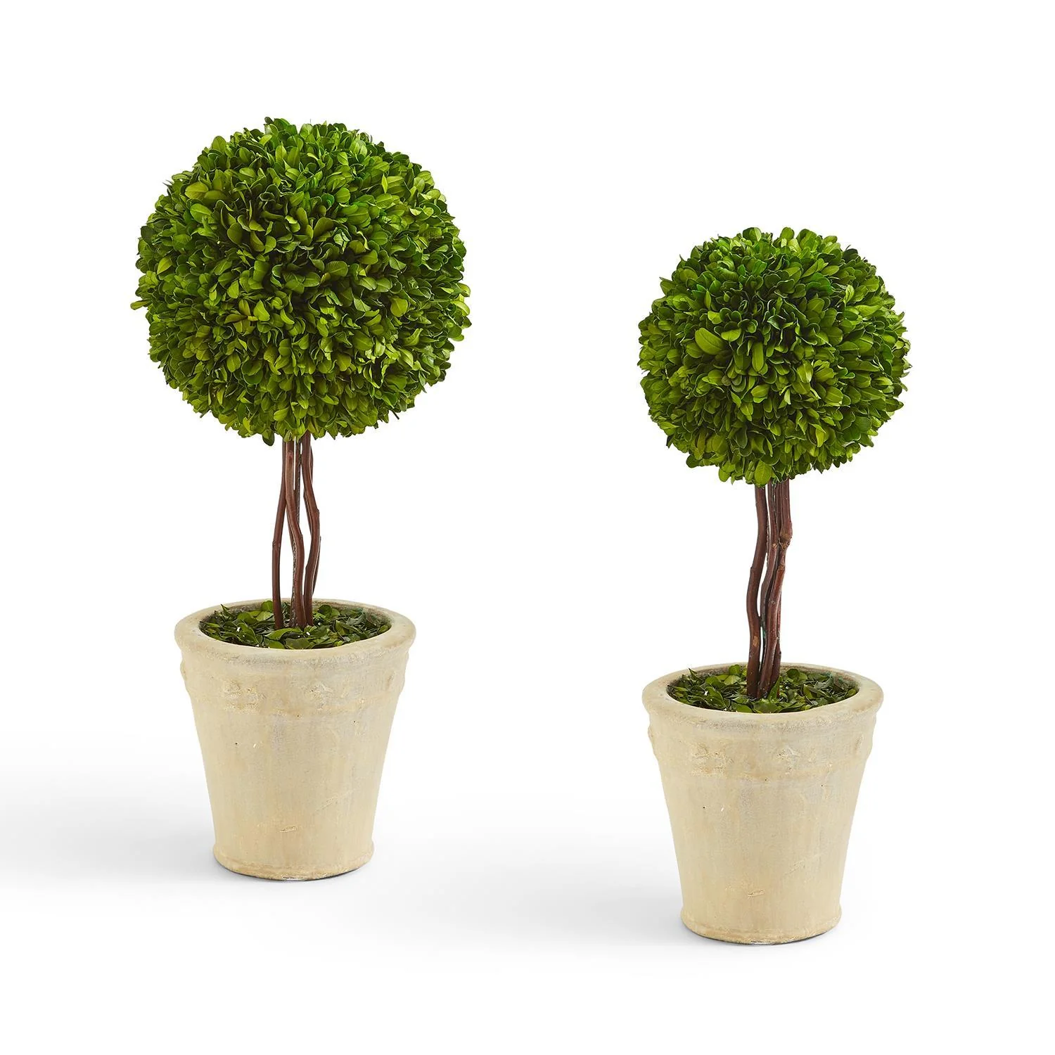 Preserved Boxwood Ball Topiary in Planter Set Of 2 By Two's Company