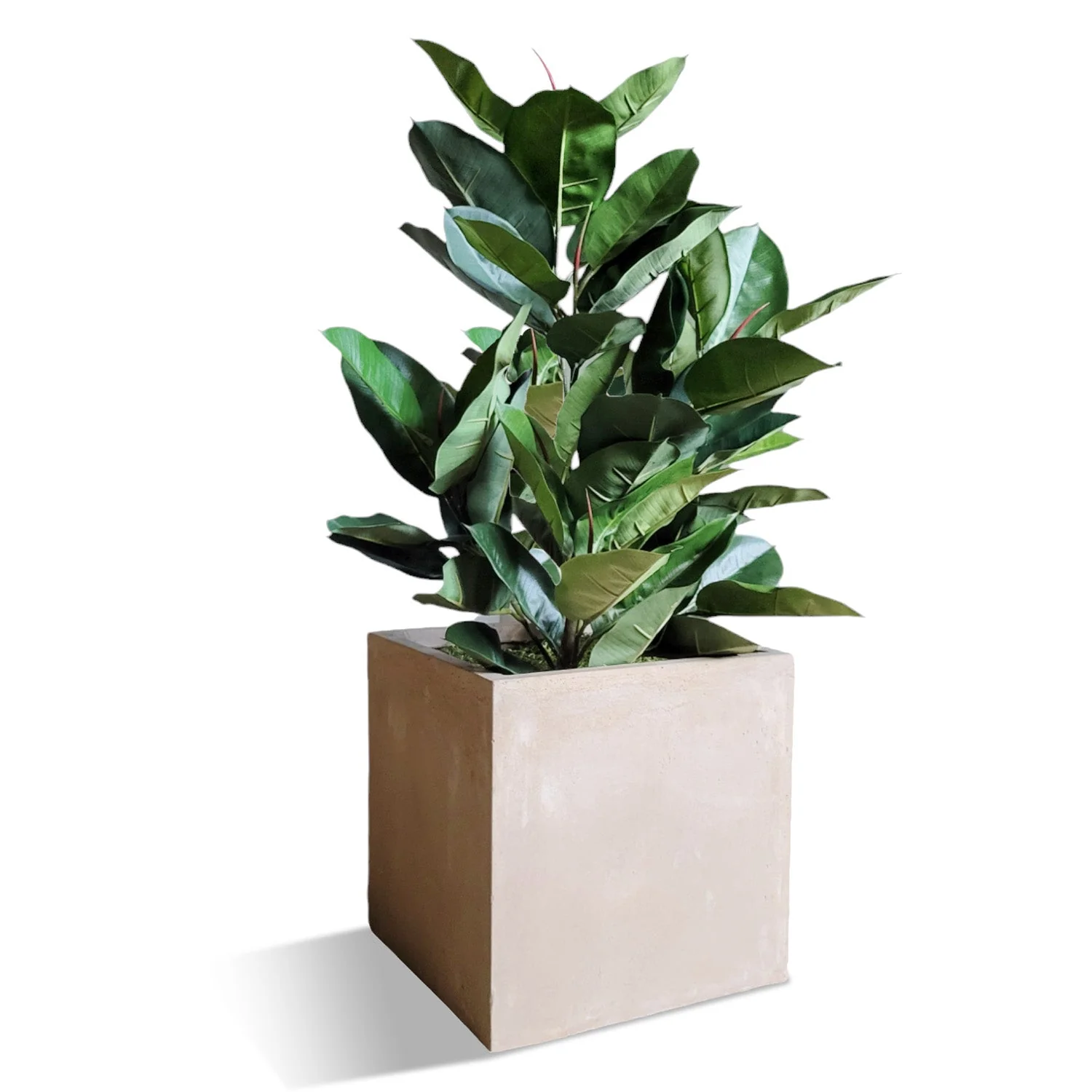 Rubber Tree Green in Square Urbano, SM By Gold Leaf - Image 2