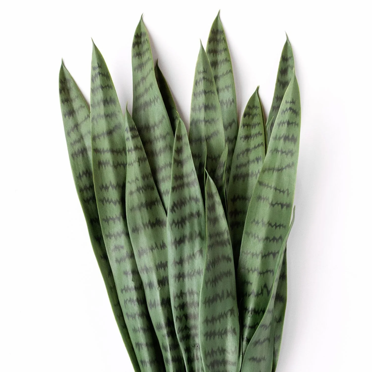 Sansevieria Green in Rectangle Planter w/ Legs By Gold Leaf - Image 5