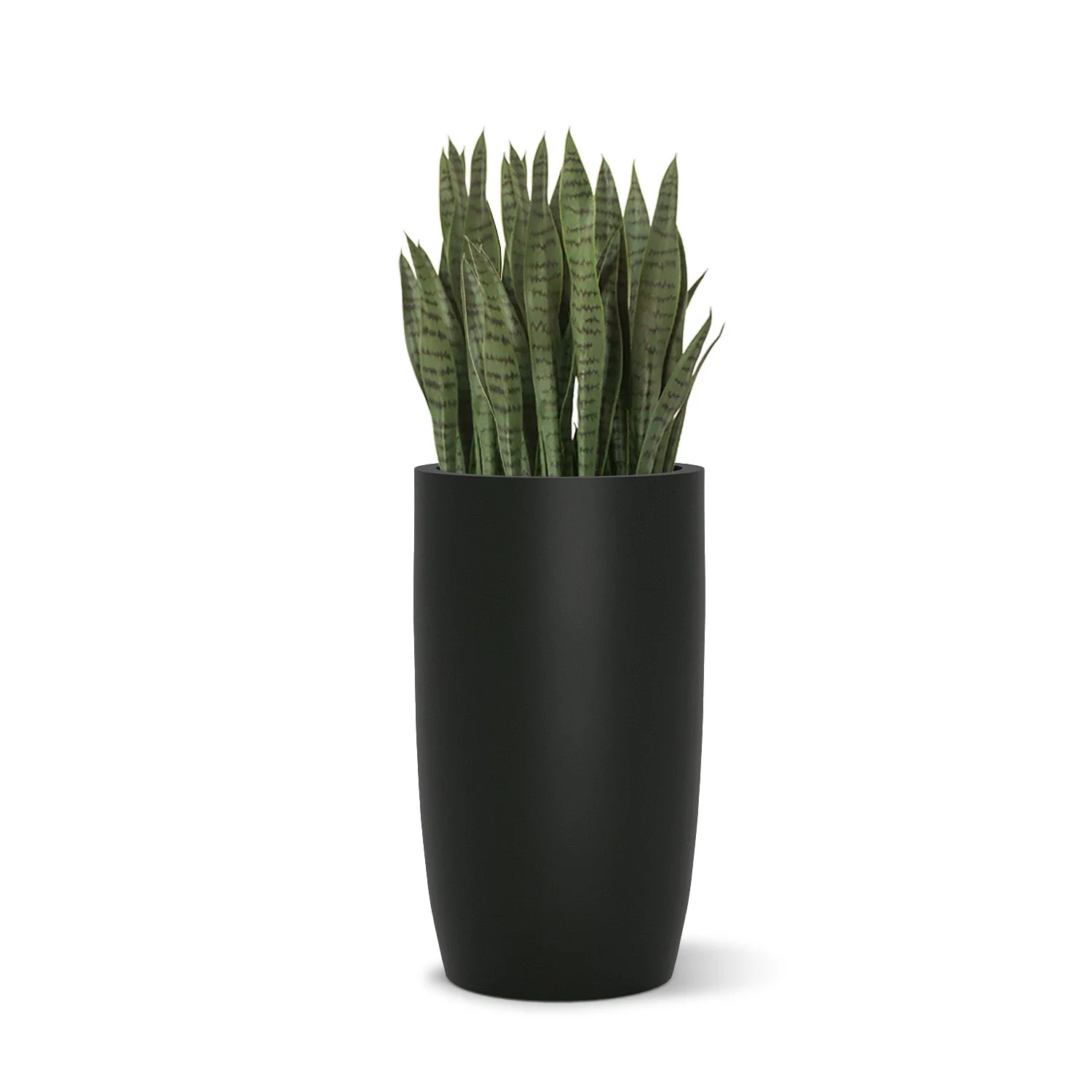 Sansevieria in Barrel Planter SM, Black Satin By Gold Leaf