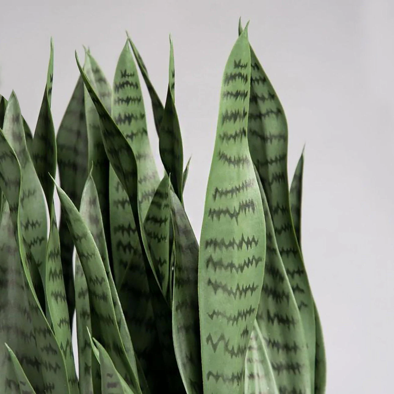 Sansevieria in Barrel Planter SM, Gunmetal Metallic Satin By Gold Leaf - Image 3