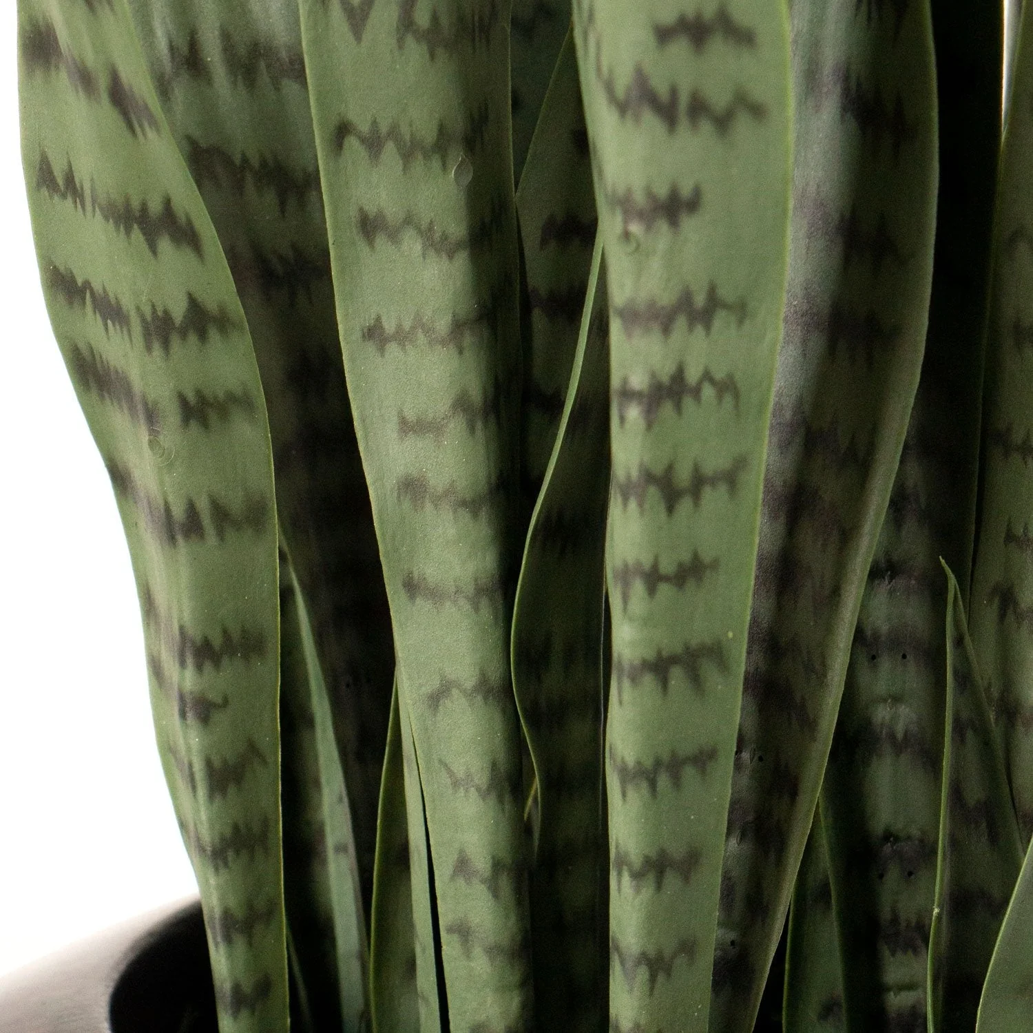 Sansevieria in Barrel Planter SM, White Satin By Gold Leaf - Image 4