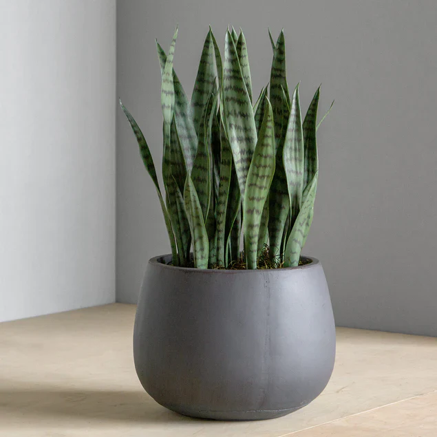 Sansevieria in Puddle Planter By Gold Leaf Design Group