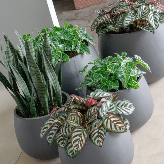 Sansevieria in Puddle Planter By Gold Leaf Design Group - Image 2