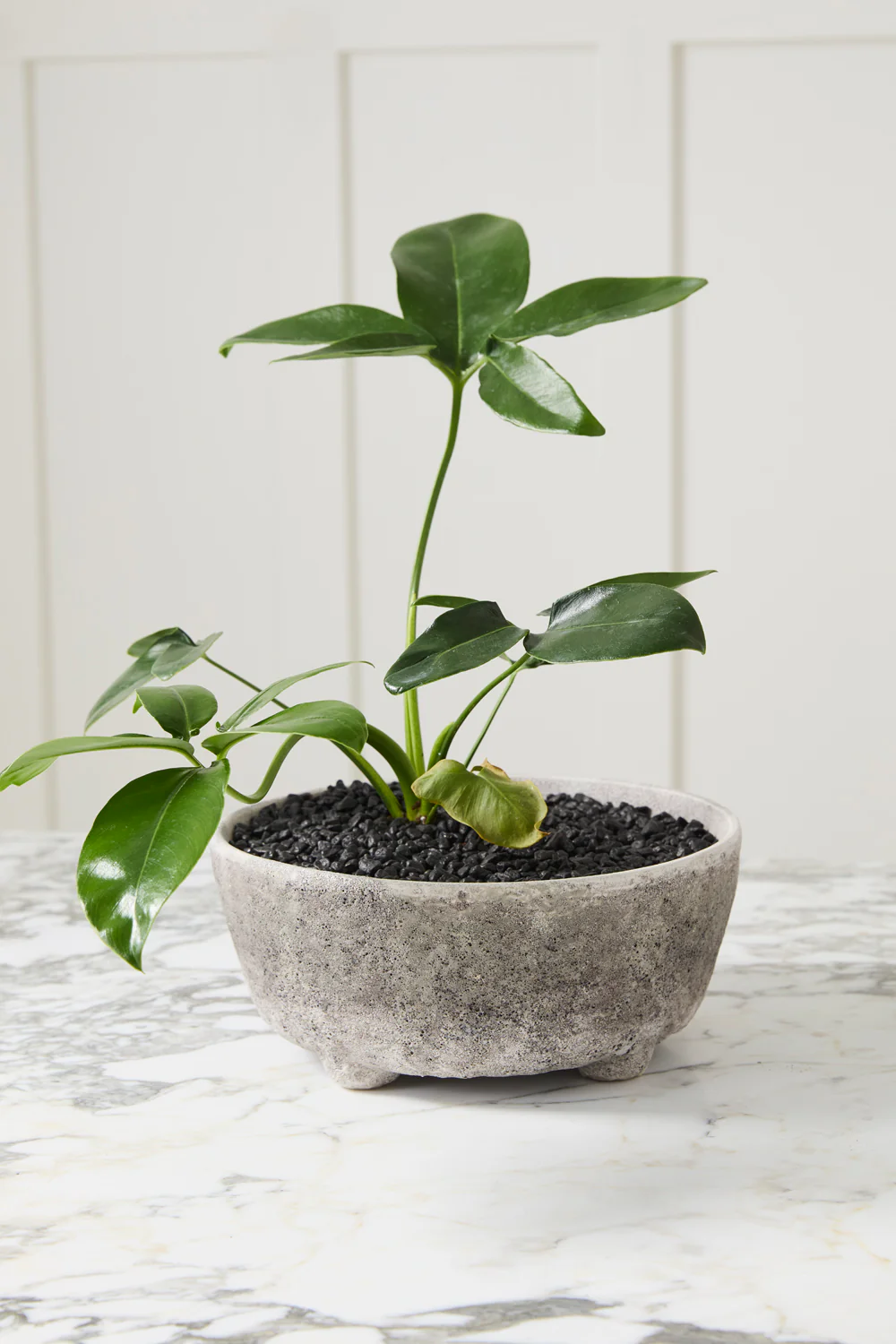 Shoal Bowl Set of 2 By Accent Decor - Image 4