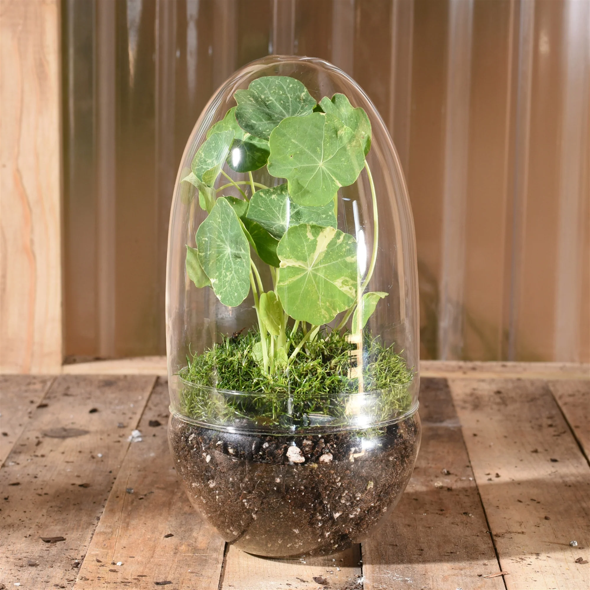 Sole Terrarium, Glass - Oval, Large Set Of 2 By HomArt