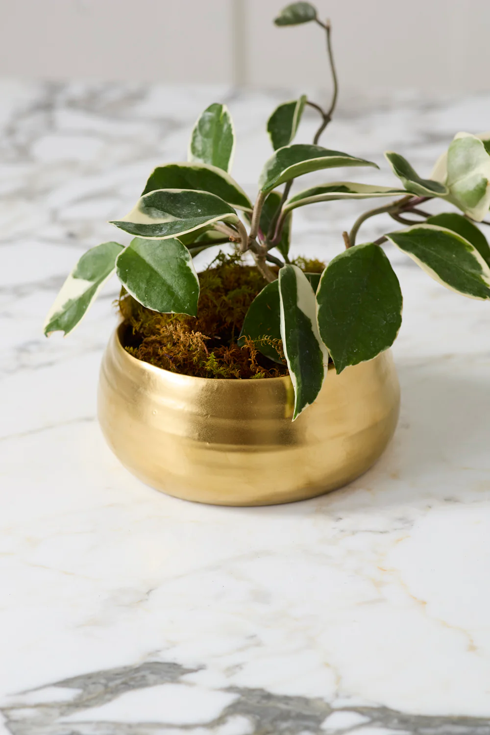 Tegan Bowl Set of 8 By Accent Decor - Image 14