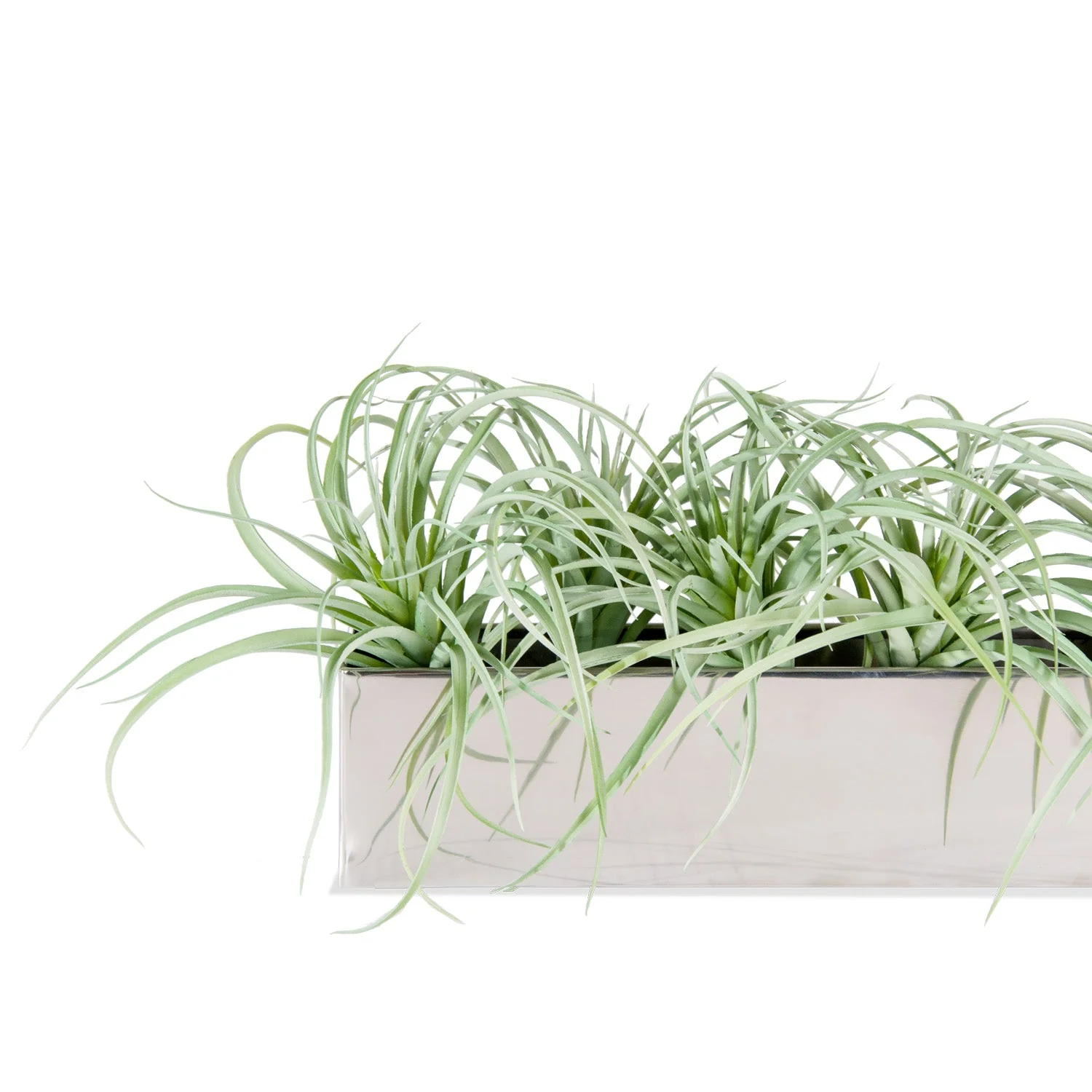 Tillandsia Grey in Stainless Table Planter By Gold Leaf