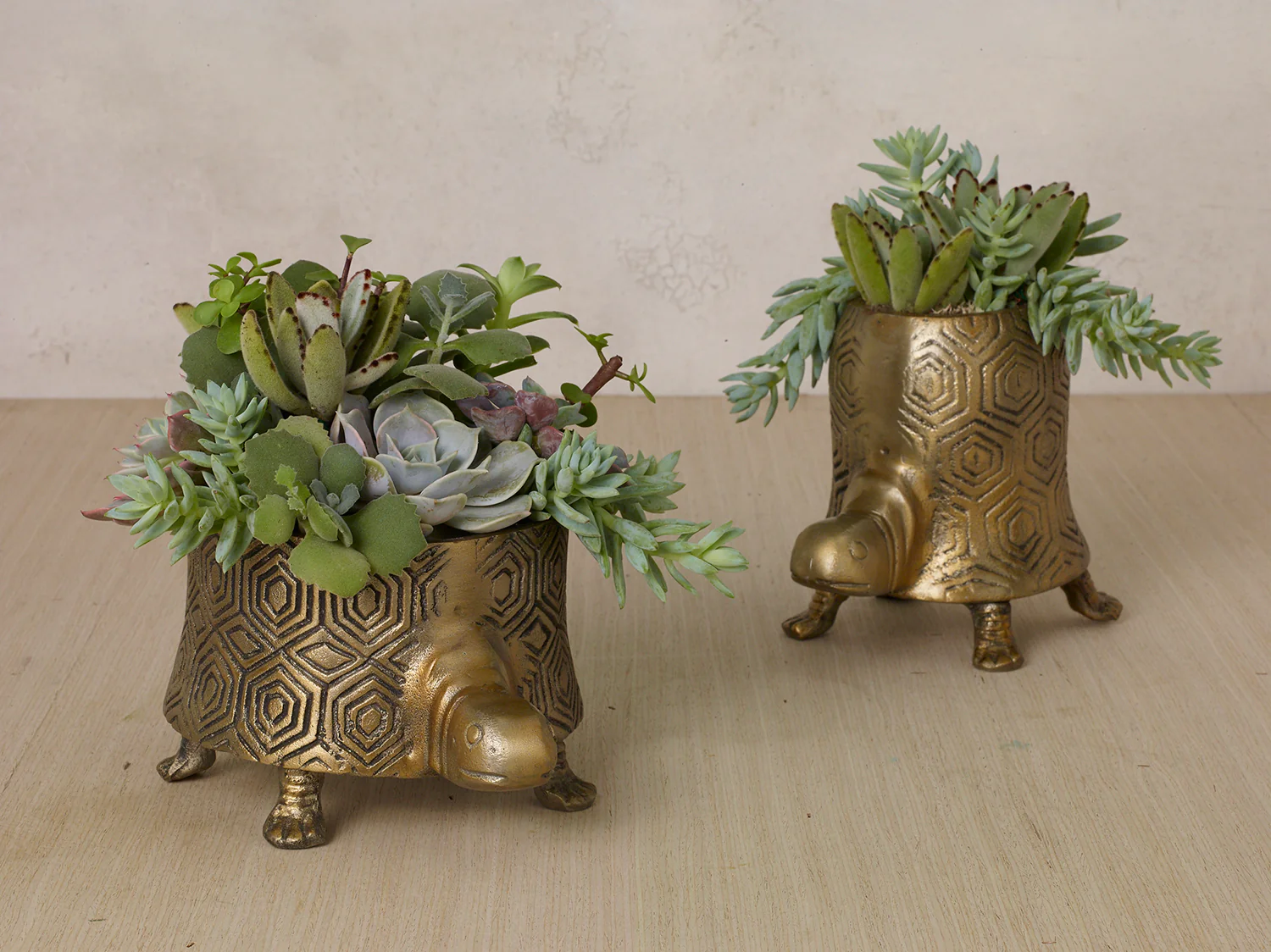 Tommie Turtle Pot Set of 2 By Accent Decor - Image 5