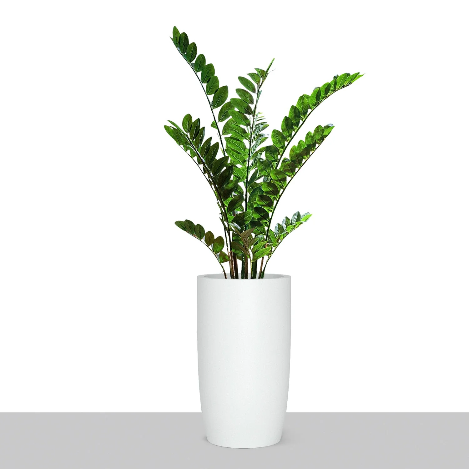 ZZ Plant in Barrel Planter SM, White Satin By Gold Leaf