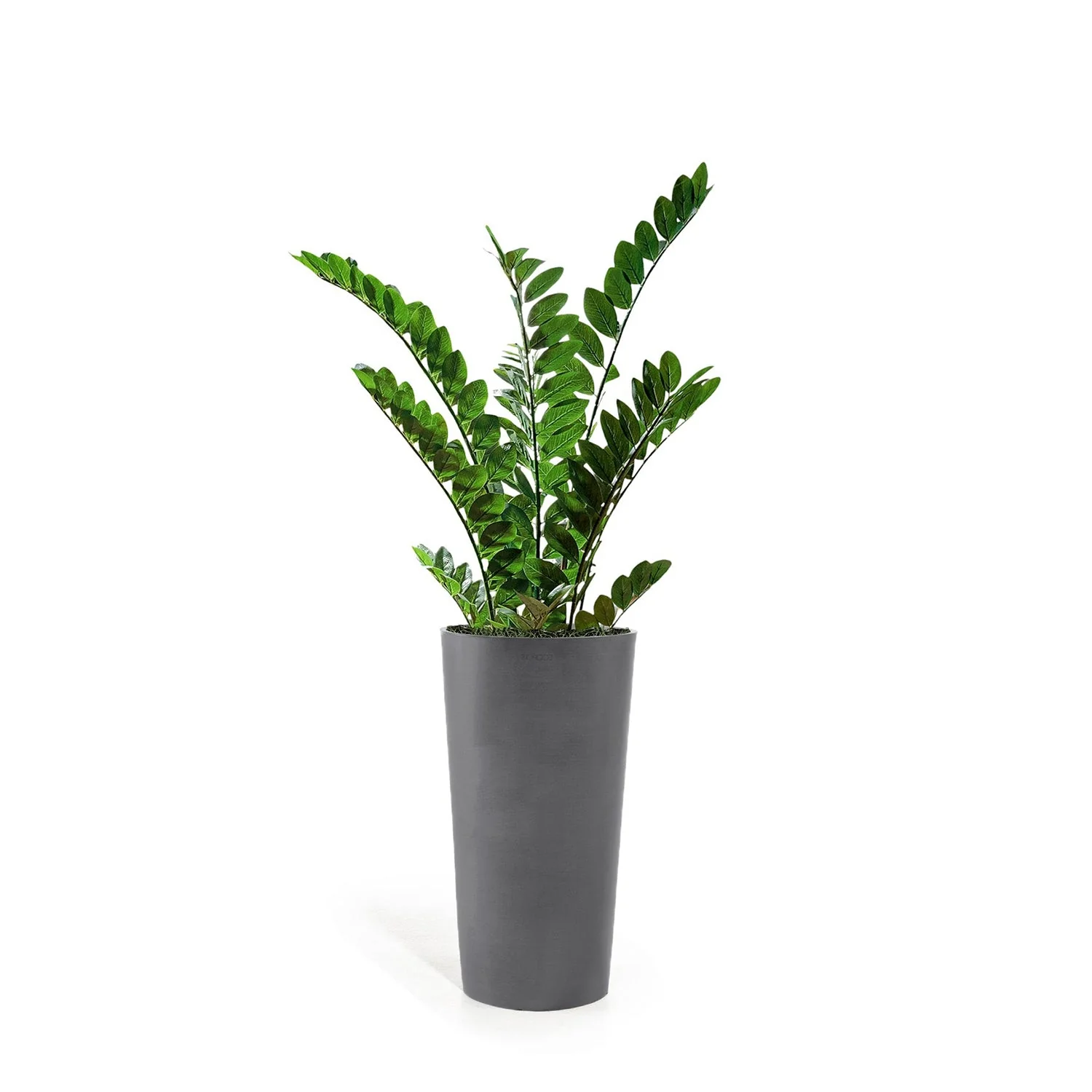 ZZ Plant in Harmony Planter SM, Grey Matte By Gold Leaf